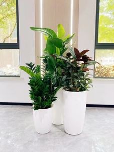 鄞州花木租赁公司，满足您对绿植的所有期待！><div class=